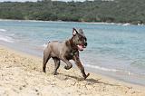 CANE CORSO 278